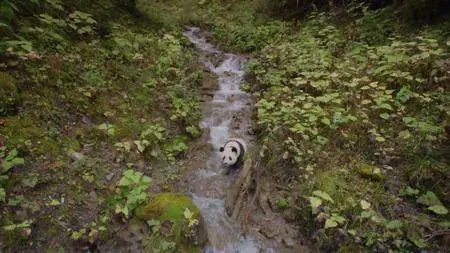 Pandas.The.Journey.Home