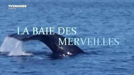 TV5Monde - La baie des merveilles (2015)