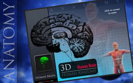 Human Brain Pins 3D v1.0 Mac OS X