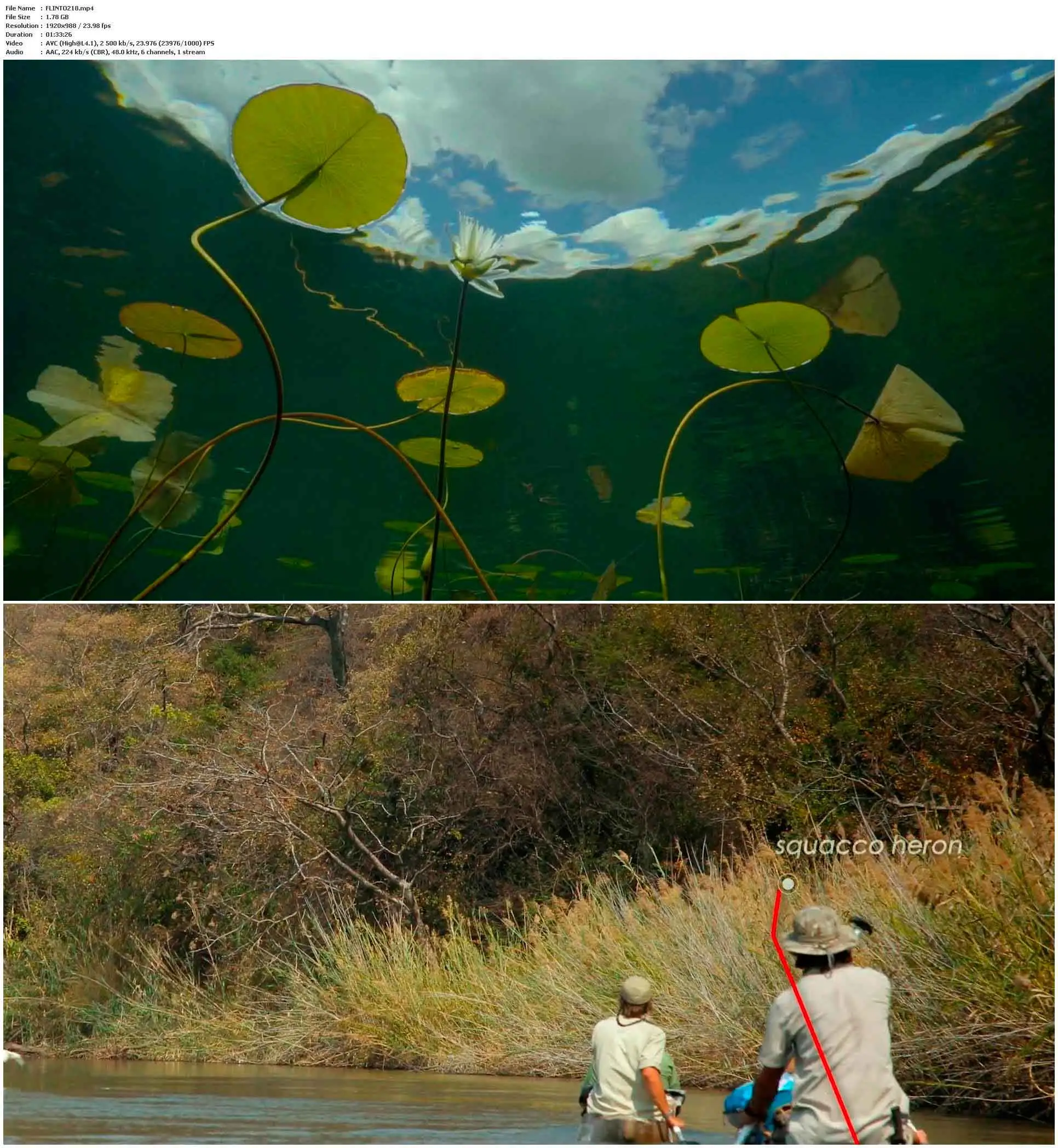 Into the Okavango (2018)