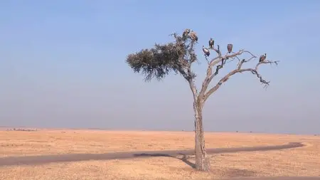 Safari Africa (2011)