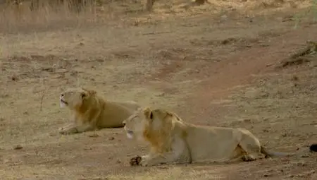 BBC - India: Nature's Wonderland (2015)