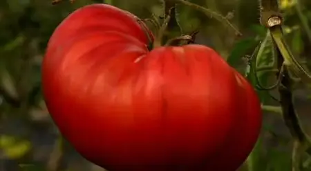 (Fr5) Tomate, à la recherche du goût perdu (2014)