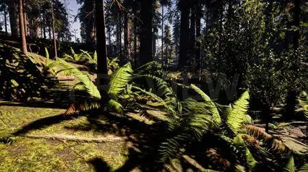 Wild forest Motion Graphic