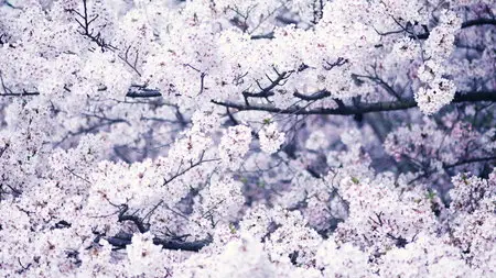 Wallpapers - Nature (pack 21) 