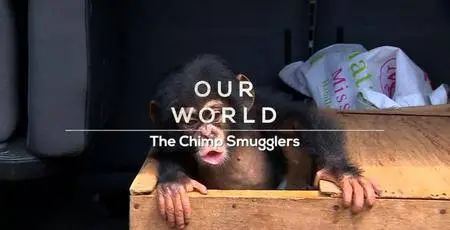 BBC Our World - The Chimp Smugglers (2017)