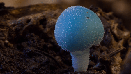 Fantastic Fungi (2019)