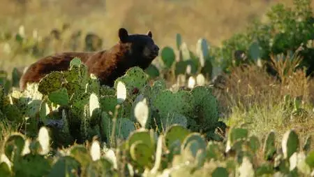 When Nature Calls with Helen Mirren S01E05