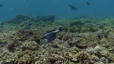 Arabian Seas S01E04