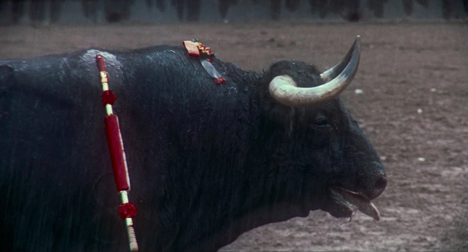 Tardes de soledad / Afternoons of Solitude (2024)