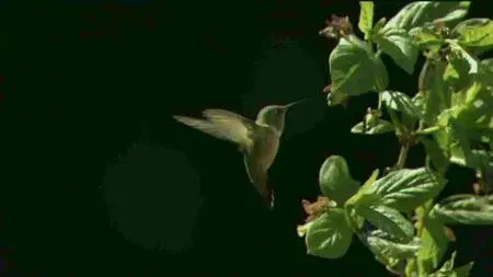 PBS Nature - Hummingbirds: Magic in the Air (2013)