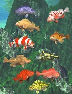 Pacific Rockfish Collection