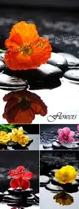 Stock Photo - Flowers & Stones