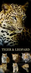 Stock Photo - Tiger & Leopard