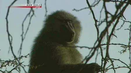 NHK Wildlife - Unlikely Eden: Ngorongoro Crater (2010)