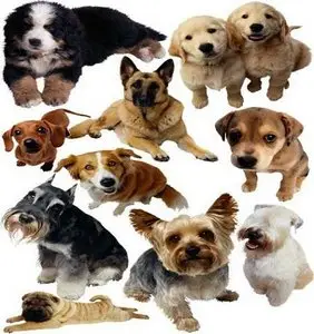 Dogs & Dogs