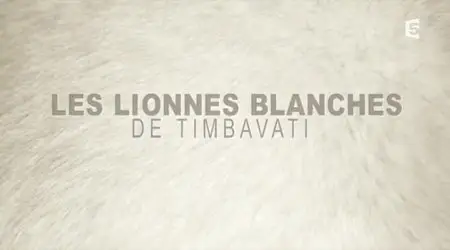 (Fr5) Les lionnes blanches de Timbavati (2012)