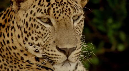 Wild Sri Lanka The Undiscovered Paradise (2015)