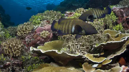 National Geographic - Wild Pacific Ocean Paradise (2010)