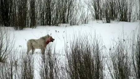 Nature S31E08 - Cold Warriors: Wolves and Buffalo (2013)