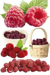 Raspberry - a large collection of stock images