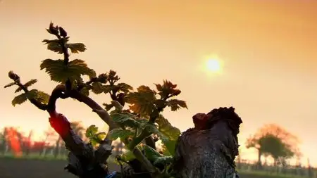 ORF - Land of a Thousand Vineyards (2009)