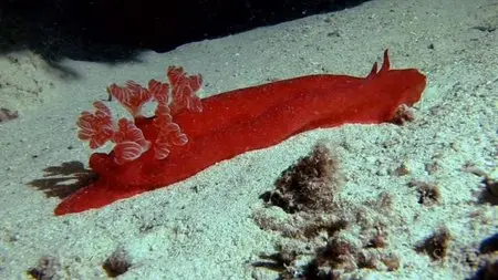 ORF - Glowing Seas: Diving at Hatshepsut's Harbour (2013)