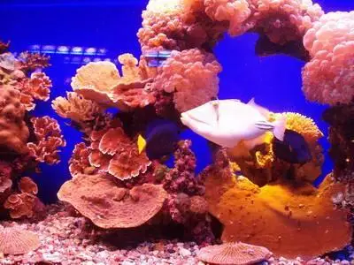 Red Sea - Aquarium in Eilat (HQ Photoshot)