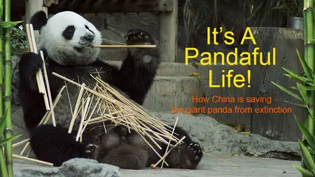 It's a Pandaful Life! (2017)