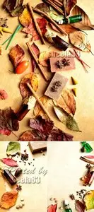 Stock Photo - Autumn Leaves & Spices