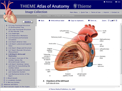 THIEME Atlas of Anatomy Image Collection - Neck and Internal Organs