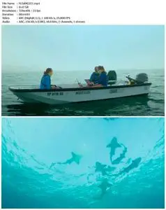 Shark Gangs (2021)