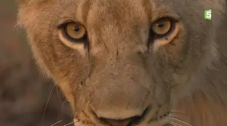(Fr5) Les lionnes blanches de Timbavati (2012)