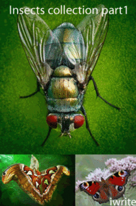 Insects collection part1