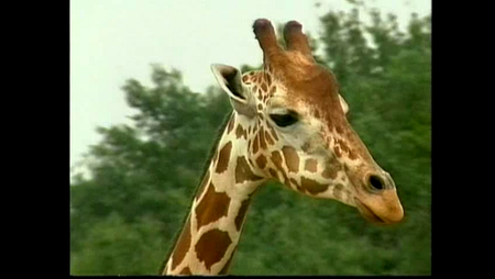 Incredible Creatures That Defy Evolution (2004)