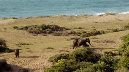 Wild Sri Lanka The Undiscovered Paradise (2015)