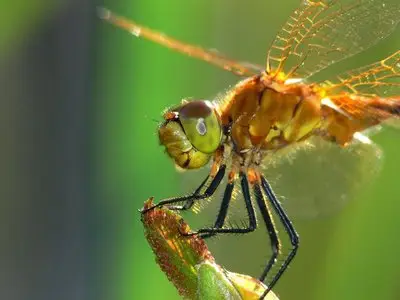 Different kinds of insects