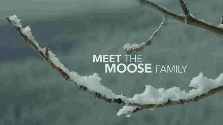 BBC - Natural World: Meet the Moose Family (2016)