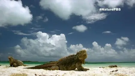 PBS - Nature: Cuba's Wild Revolution (2020)