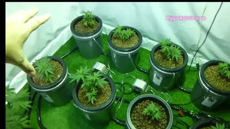 Hygrohybrid - Cannabis: All Grow Videos - Series 2