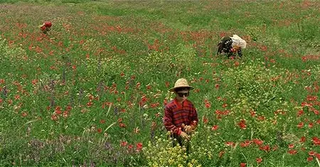 Rang-e khoda / The Color of Paradise - by Majid Majidi (1999)