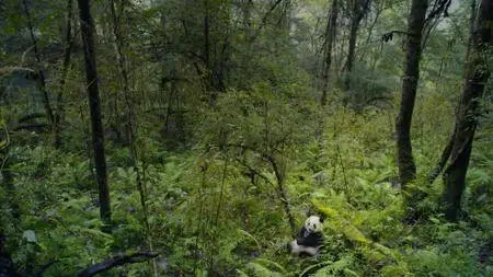 Pandas.The.Journey.Home