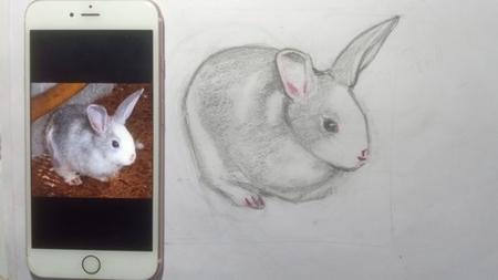 Draw A Rabbit In 5 Easy Steps.