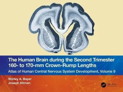 The Human Brain during the Second Trimester 160– to 170–mm Crown-Rump Lengths