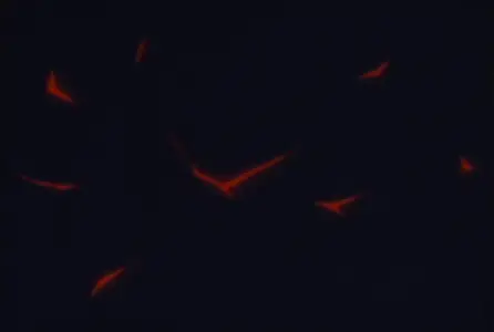Magma Taishi - 04v2 (DVD