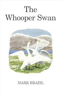 The Whooper Swan