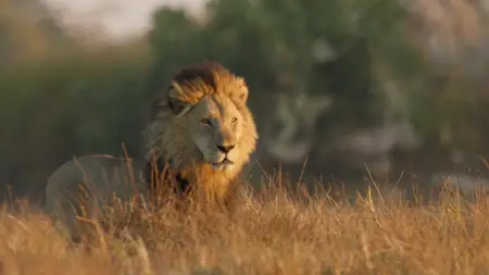Big Cats S02E02