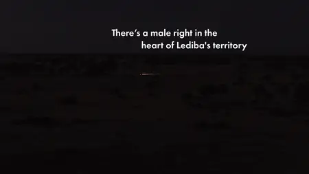Big Cats S02E02
