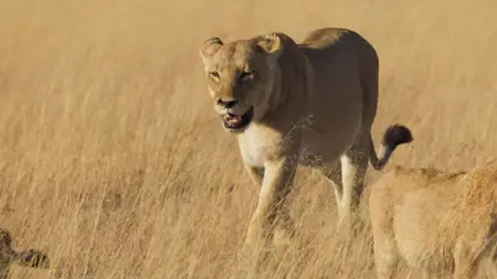 Big Cats S02E02
