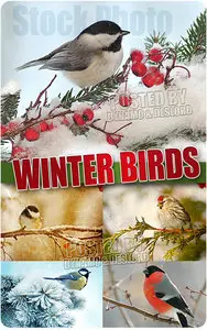 Winter birds - UHQ Stock Photo